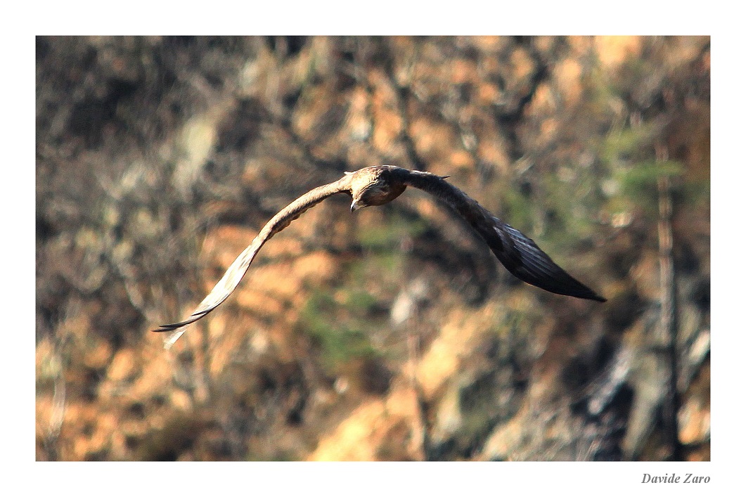 Aquila reale
